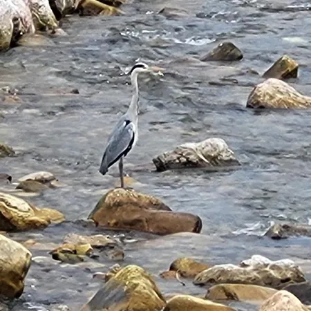 Ca Na Martina Apartment Carrena de Cabrales